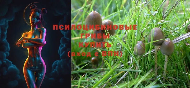 Галлюциногенные грибы прущие грибы купить Великий Устюг